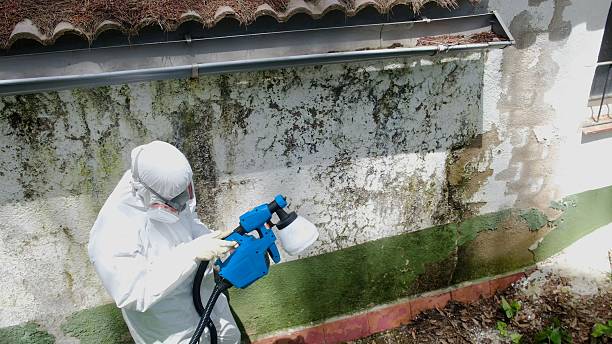 Top rated local Attic Mold Removal specialists in Sequim, WA